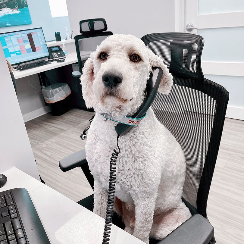 Comfort Dentists Near Me